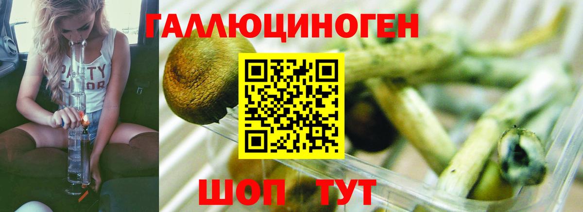 Псилоцибиновые грибы Cubensis Липецк
